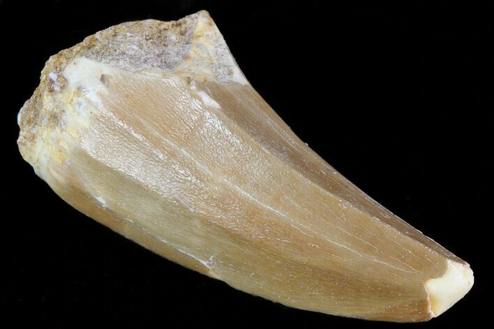 Mosasaurus Tooth - Morocco #79829